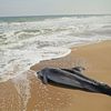 Dead Dolphins In NJ Worry Some